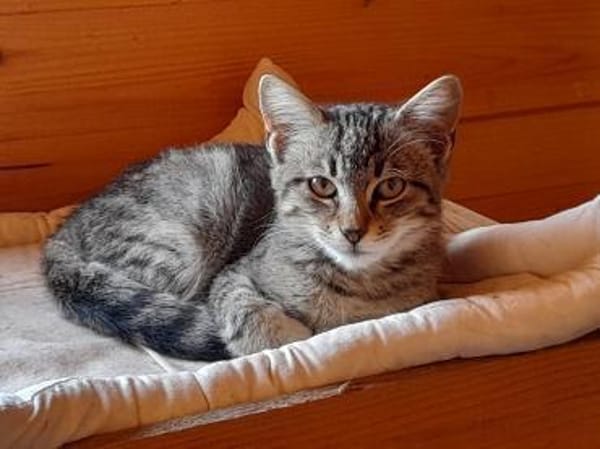 Anhänglicher Anubis sucht Zuhause