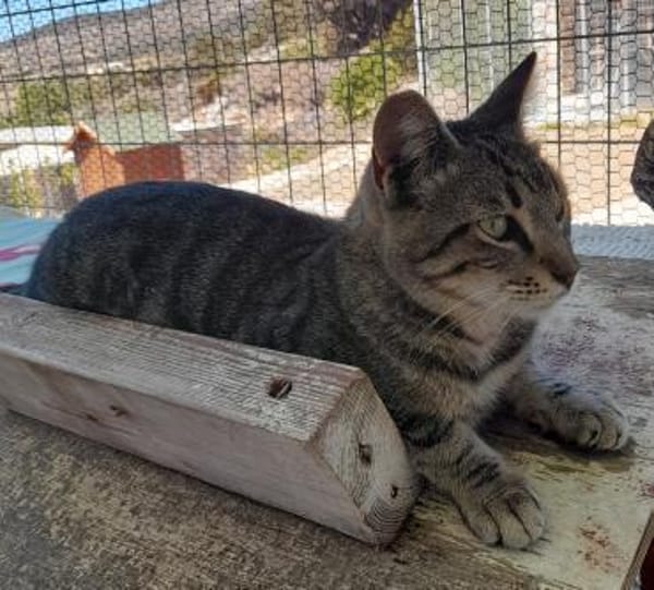 Anhänglicher Anubis sucht Zuhause