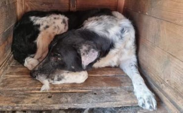 Kannst du Sina wieder Hoffnung geben?