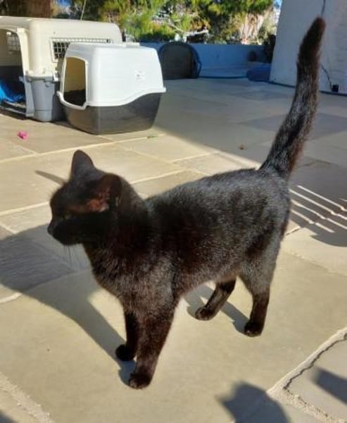 Coco sucht ihren Menschen