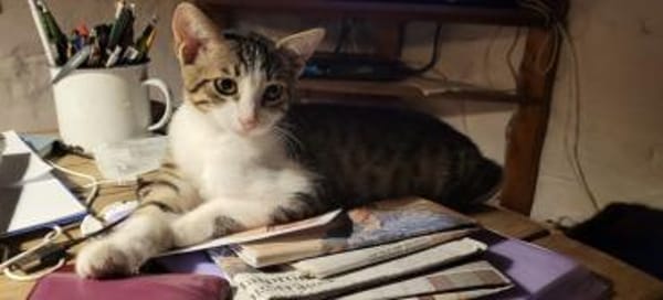 Tom und Jerry - diese beiden ....