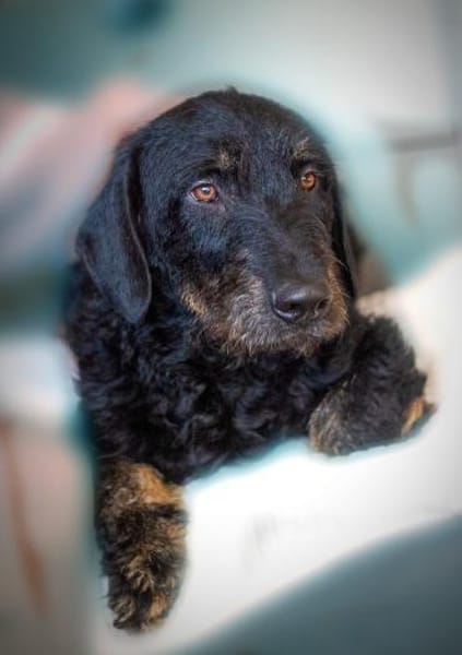 Bernysucht eine liebe Familie