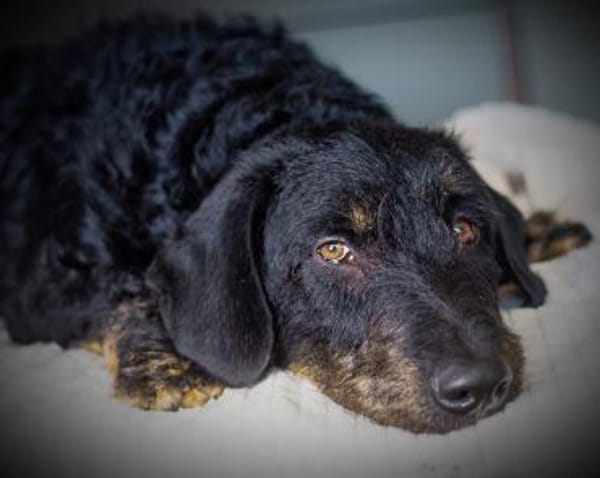 Bernysucht eine liebe Familie