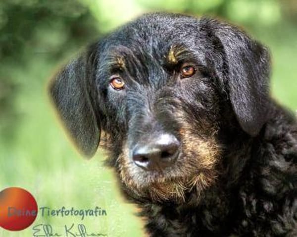 Bernysucht eine liebe Familie