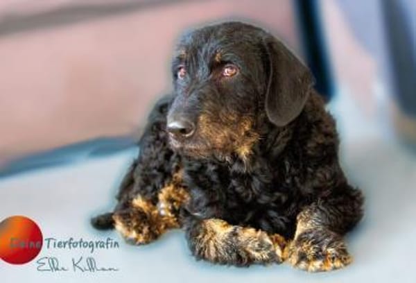 Bernysucht eine liebe Familie