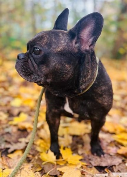 Franzi sucht erneut ein Zuhause