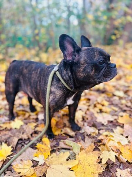 Franzi sucht erneut ein Zuhause