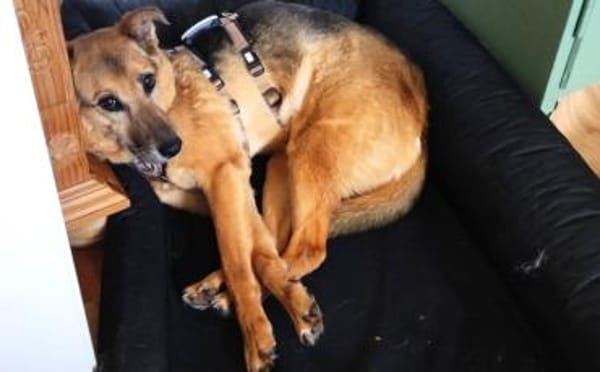 Susa sucht ihre Menschen