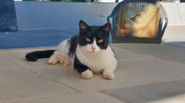 Schmuserin Eleni sucht ihr Glück