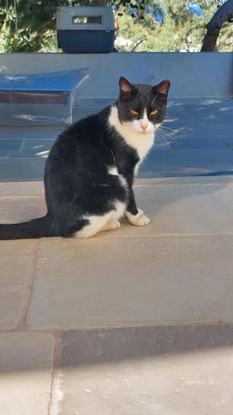 Schmuserin Eleni sucht ihr Glück