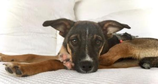 Arnaud ist eine liebe kleine Seele