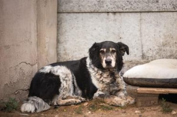 Cosimo sucht dringend einen neuen Platz!