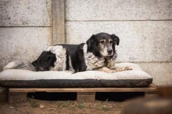 Cosimo sucht dringend einen neuen Platz!