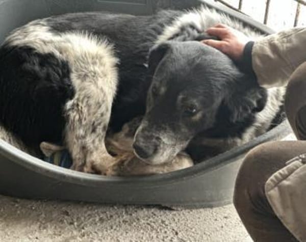 Cosimo sucht dringend einen neuen Platz!