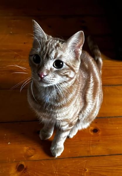 Max der kleine Abenteurer!