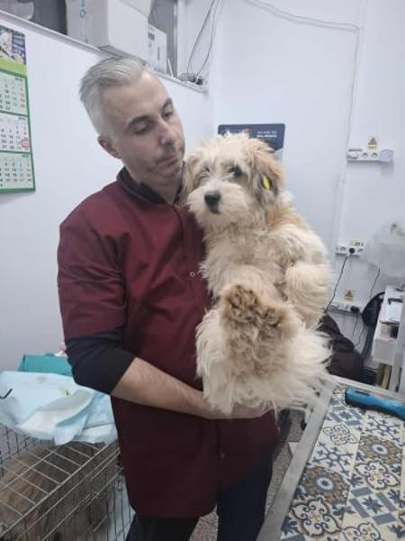 Casper, ein fröhlicher, junger Rüde