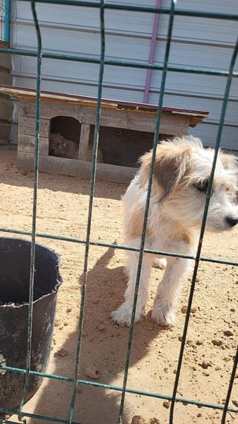 Casper, ein fröhlicher, junger Rüde