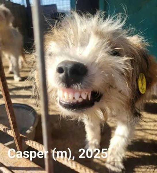 Casper, ein fröhlicher, junger Rüde