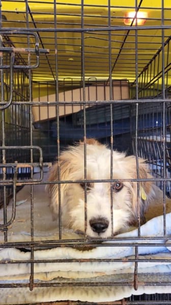 Casper, ein fröhlicher, junger Rüde