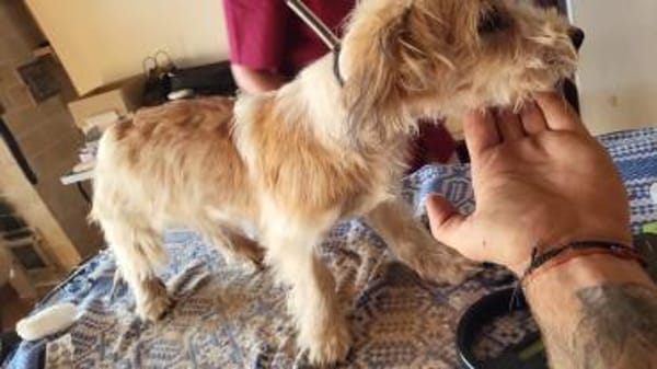 Casper, ein fröhlicher, junger Rüde