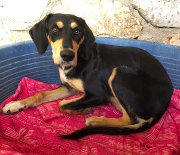 Liebe Soula sucht liebevolles Zuhause