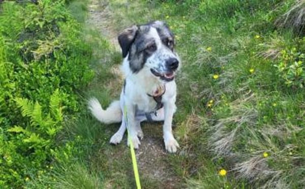 Picasso sucht ein neues Zuhause