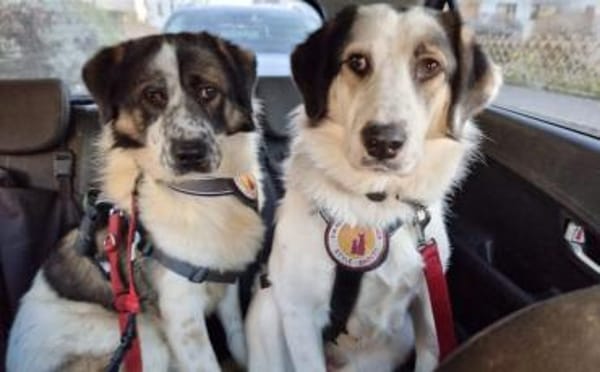 Picasso sucht ein neues Zuhause