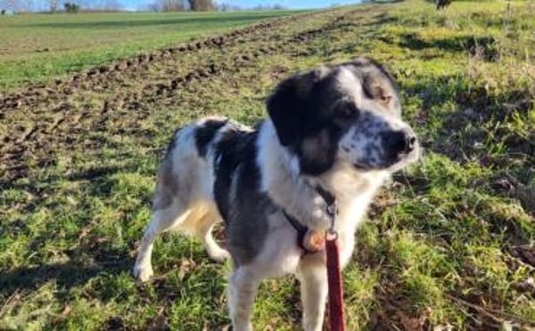 Picasso sucht ein neues Zuhause