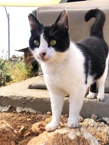 Tabby sucht liebevolle Familie