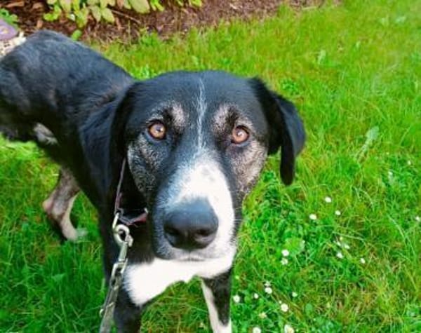 Padmé sucht ihre Traumfamilie