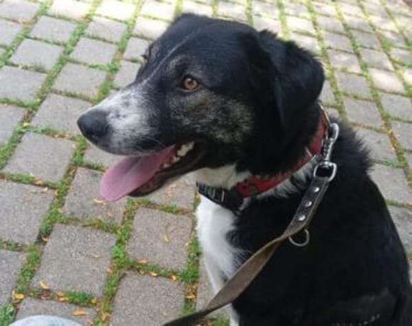 Padmé sucht ihre Traumfamilie