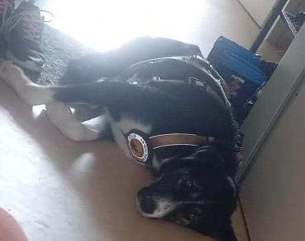 Padmé sucht ihre Traumfamilie