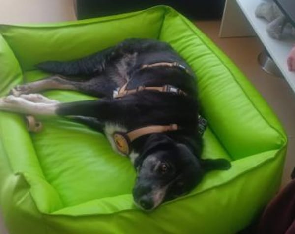 Padmé sucht ihre Traumfamilie