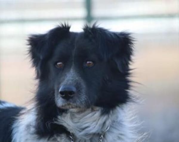 Sam Carter sucht hundeerfahrene Menschen