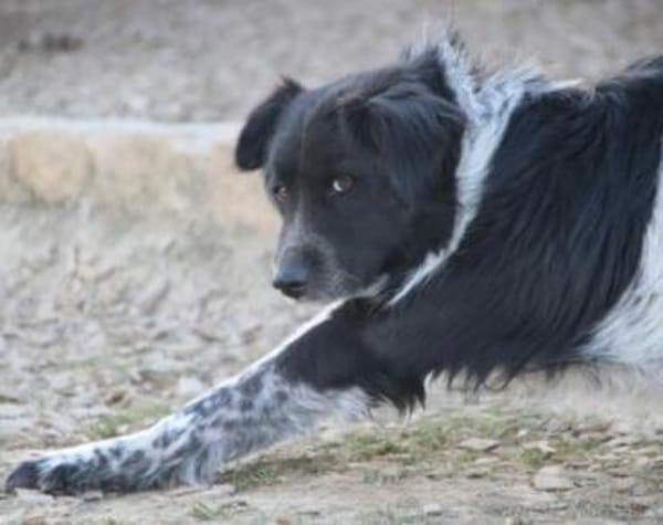 Sam Carter sucht hundeerfahrene Menschen