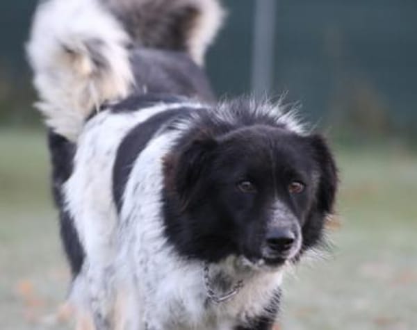 Sam Carter sucht hundeerfahrene Menschen