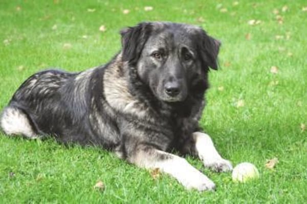 MILLA - sanfte&verschmuste Hundedame