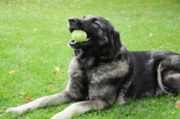 MILLA - sanfte&verschmuste Hundedame