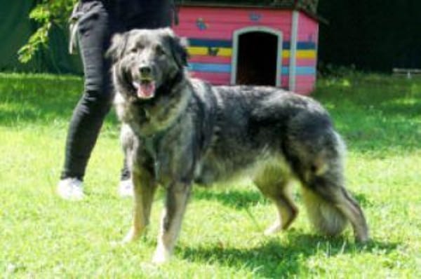 MILLA - sanfte&verschmuste Hundedame