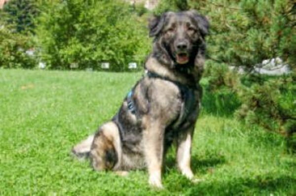 MILLA - sanfte&verschmuste Hundedame