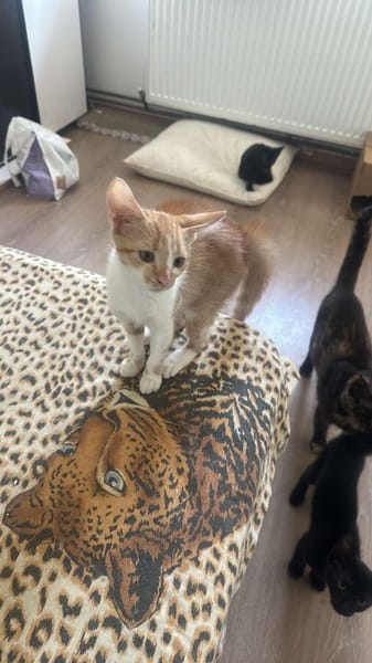 Diamond, ungeschliffener Diamant sucht