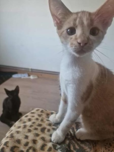 Diamond, ungeschliffener Diamant sucht