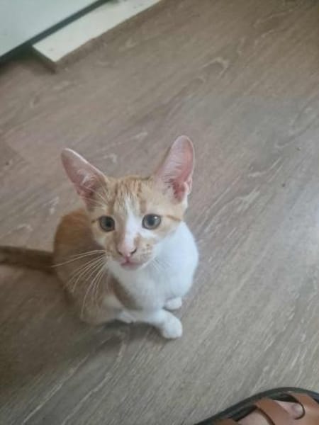 Diamond, ungeschliffener Diamant sucht