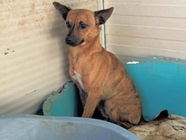 TIGRETTO - auf PS in NRW