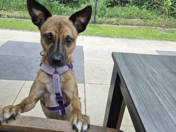 TIGRETTO - auf PS in NRW