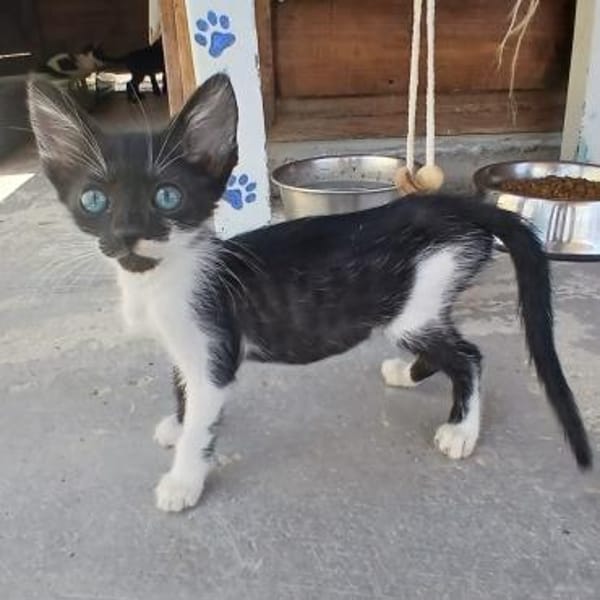 Micro  kleiner Kämpfer sucht Zuhause