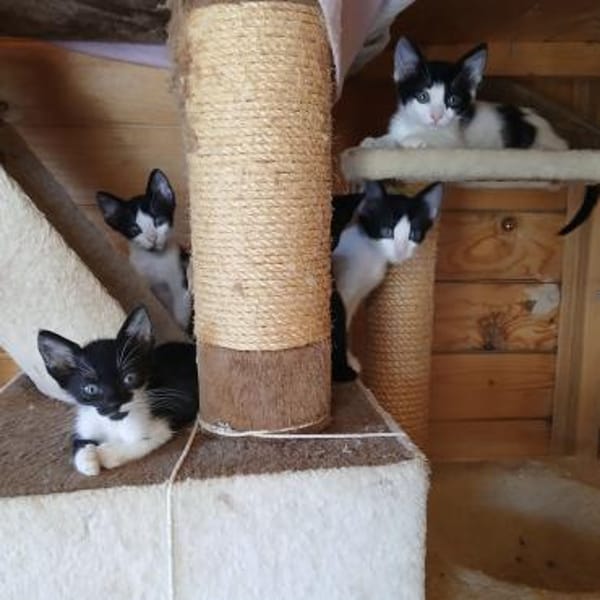 Micro  kleiner Kämpfer sucht Zuhause