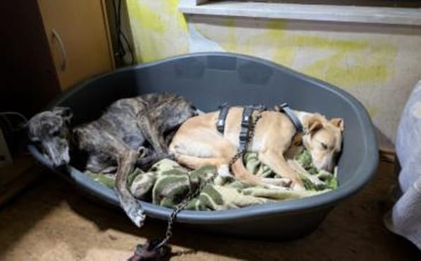 Zeigst du PAVEL wie schön die Welt ist?