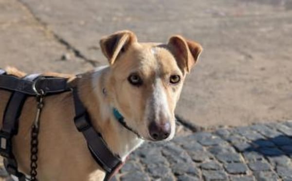 Zeigst du PAVEL wie schön die Welt ist?