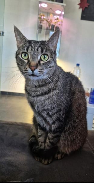 Milly die Schüchterne